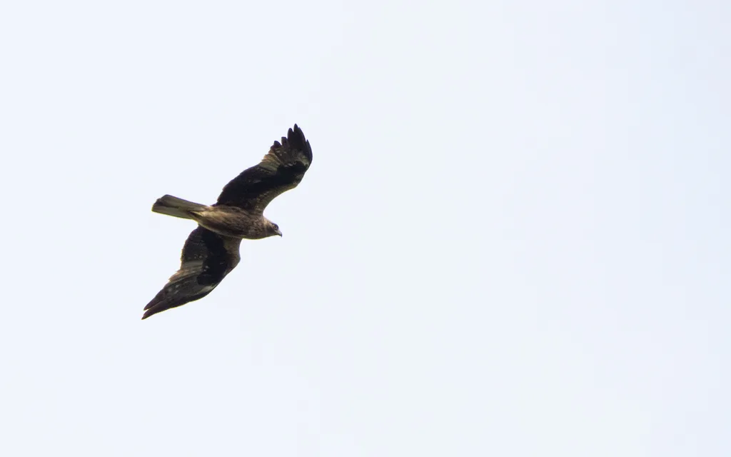 Aigle botté (Hieraaetus pennatus) en vol.