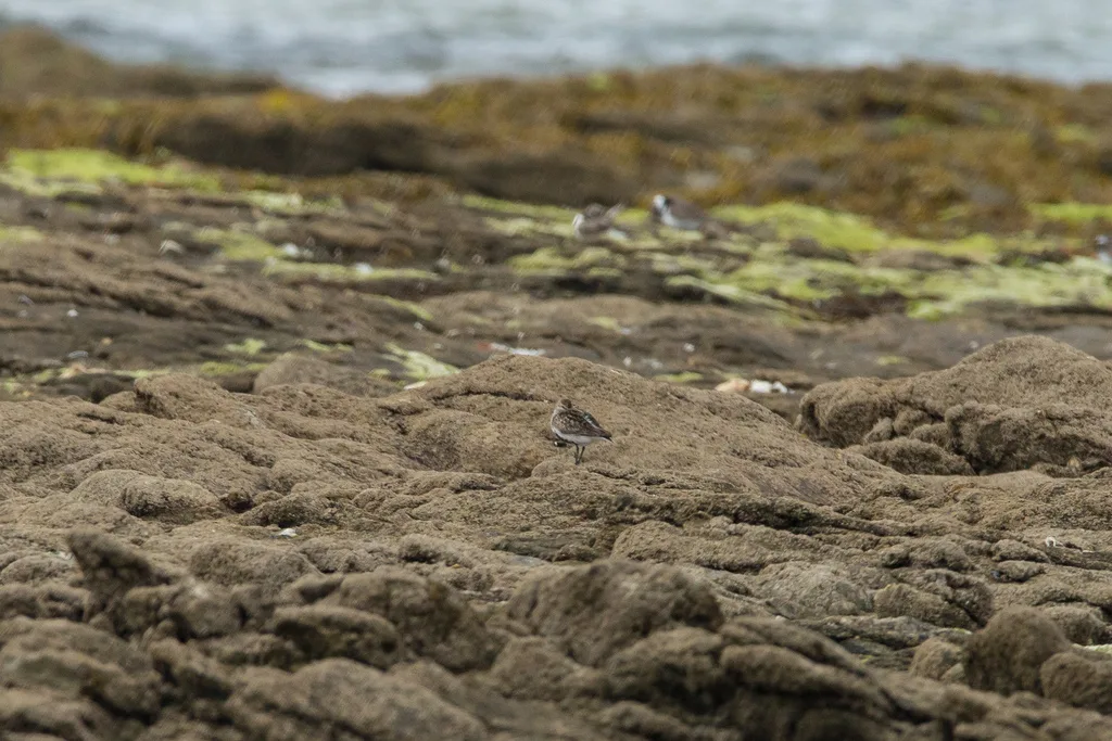Bécasseau variable (Calidris alpina) sur une vasière.