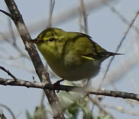 Pouillot fitis (Phylloscopus trochilus) photographié aux Saintes-Maries-de-la-Mer.