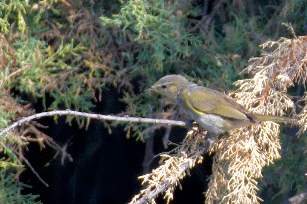 Western Bonelli's Warbler (Phylloscopus bonelli), photographed at 33740 Arès