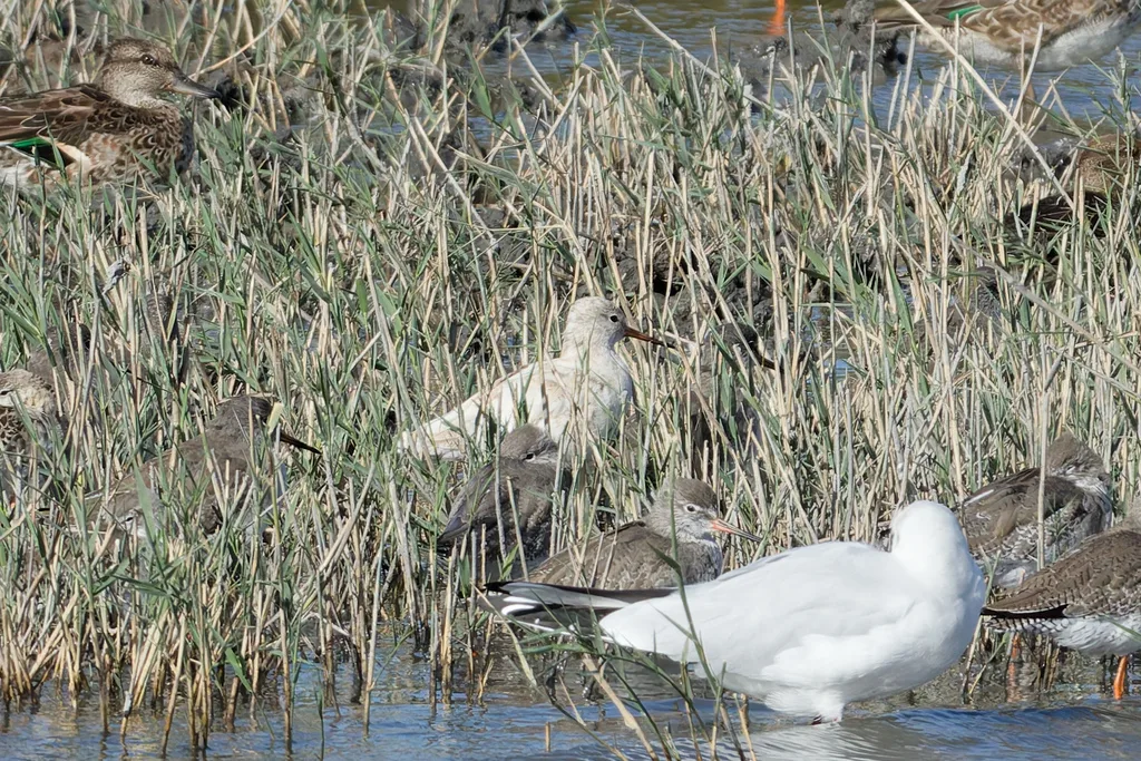 Chevalier gambette (Tringa totanus), photo prise à Saintes-Maries-de-la-Mer
