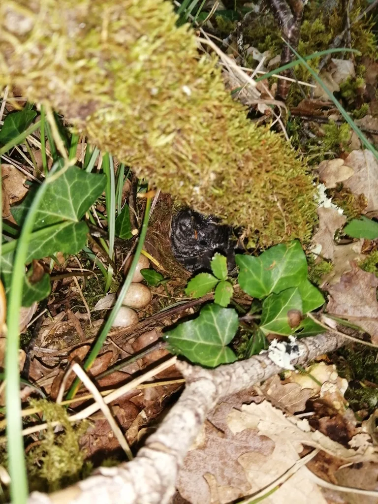 Coucou gris (Cuculus canorus), photo prise à Condat-sur-Vézère